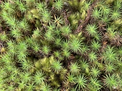 Polytrichum