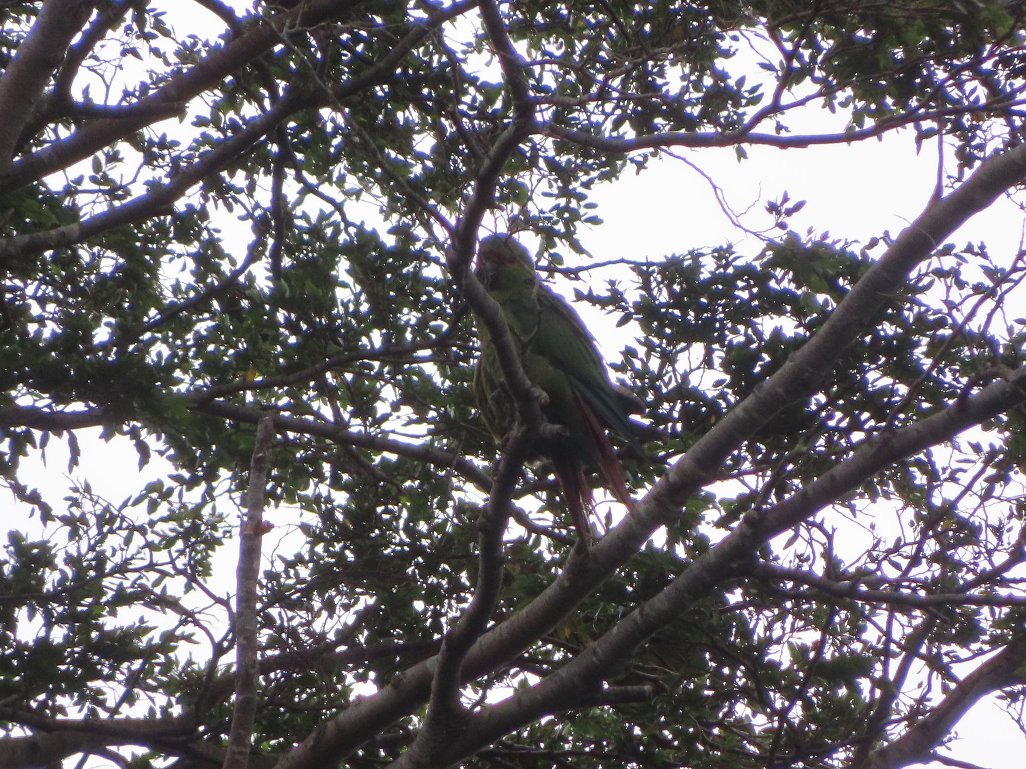 Slender-billed Parakeet (Enicognathus leptorhynchus), photo 2