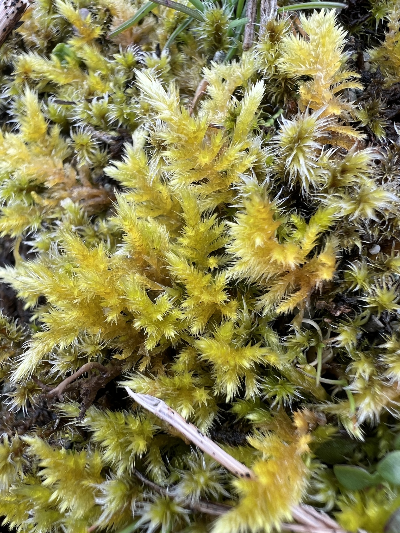 Homalothecium arenarium