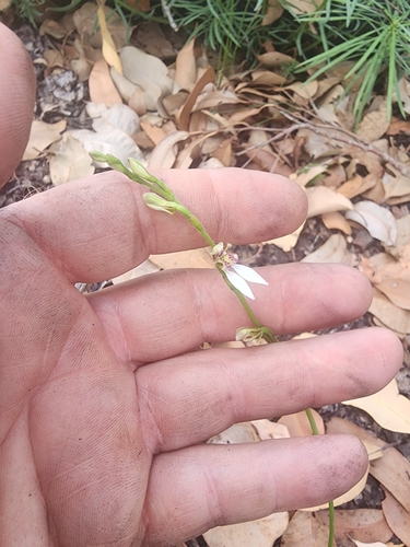Image of Eriochilus dilatatus by (c) Paul Winthrop, some rights reserved (CC BY)