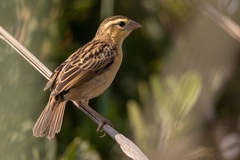 Red-Collared Widowbird photo 4
