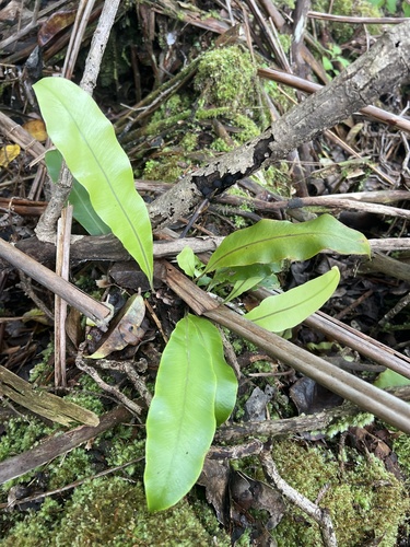 Elaphoglossum parvisquameum, 2025-03-28