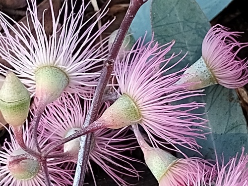 Eucalyptus sideroxylon