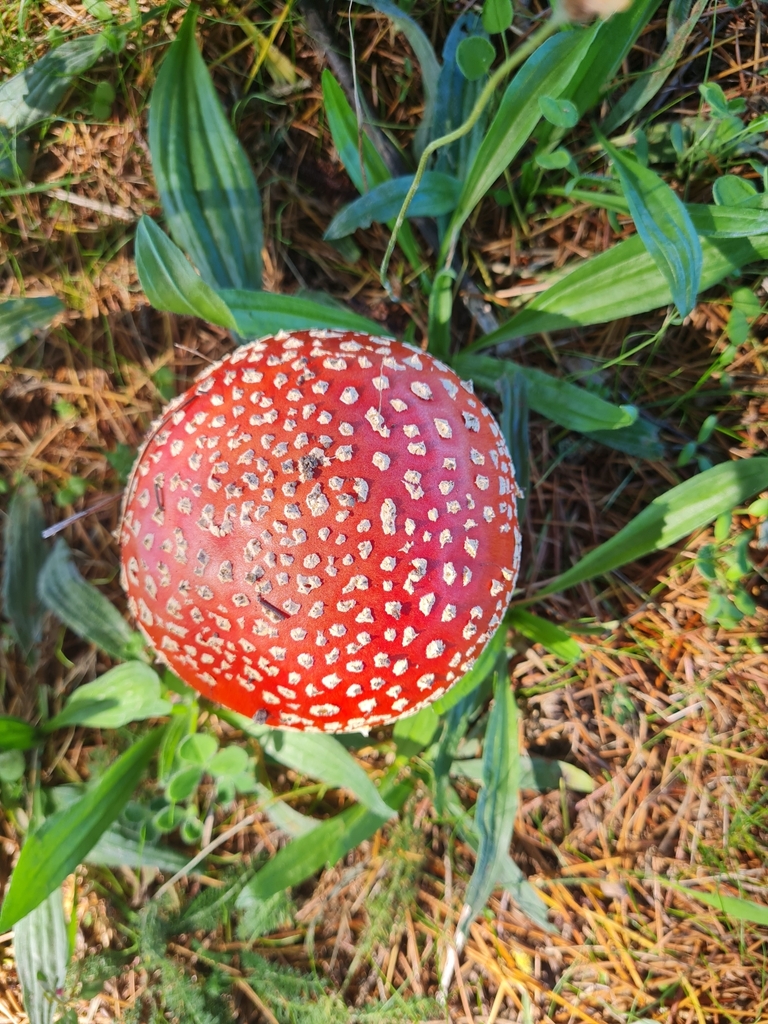 Amanita muscaria · March 2025 · photo: © barrie (iNaturalist, cc-by)