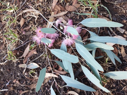 Eucalyptus sideroxylon