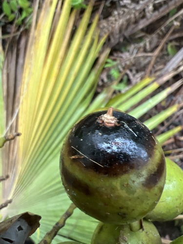 Pritchardia lanigera observed 2025-03-28