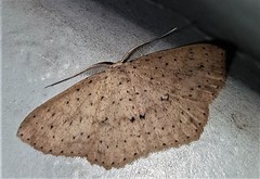 Cyclophora turneri