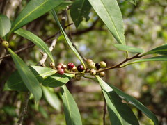 Ilex guianensis