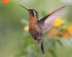 Lampornis
