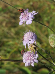 Scabiosa canescens