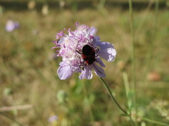 Scabiosa canescens