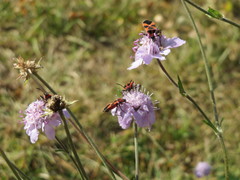 Scabiosa canescens
