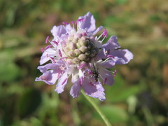 Scabiosa canescens