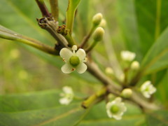 Ilex guianensis