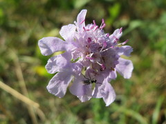Scabiosa canescens