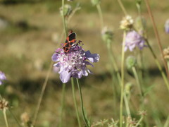 Scabiosa canescens