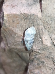 Chondrina