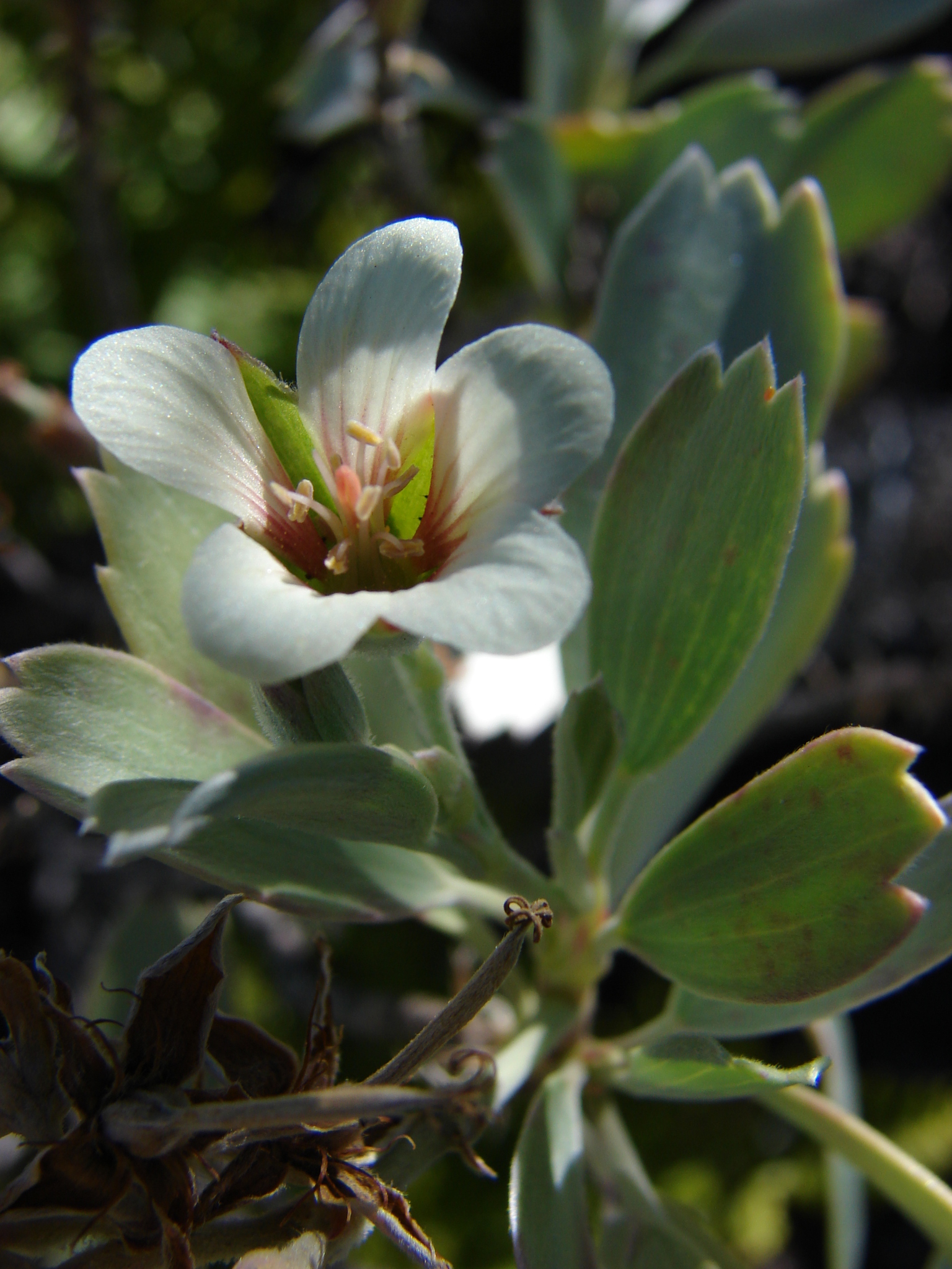 Geranium cuneatum