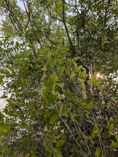 Image of Maerua oblongifolia by (c) Ravuri Krishna Chaitanya, some rights reserved (CC BY)