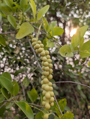Image of Maerua oblongifolia by (c) Ravuri Krishna Chaitanya, some rights reserved (CC BY)