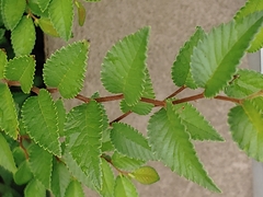 Ulmus parvifolia