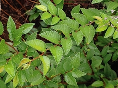 Ulmus parvifolia
