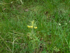Rhinanthus serotinus aestivalis