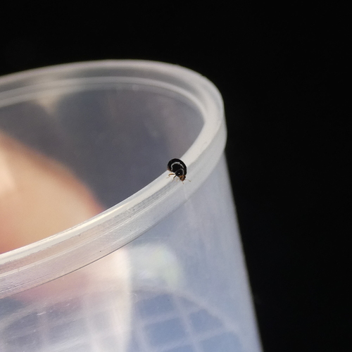 Whitefly Destroyer photo 4