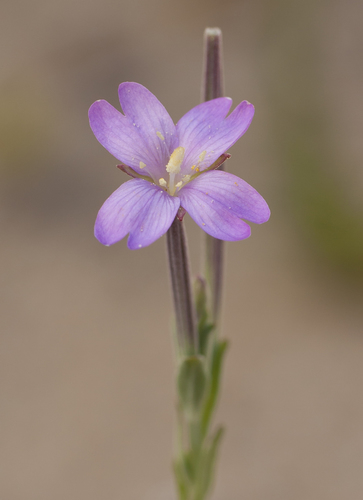 Epilobium billardiereanum