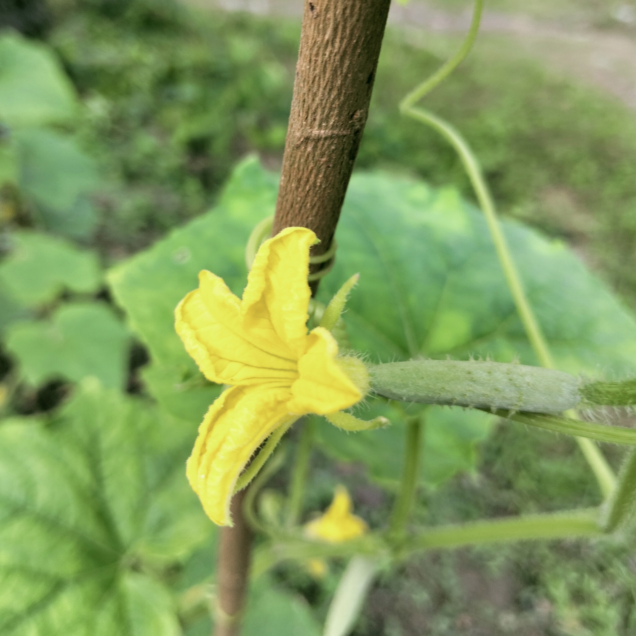 Photo by joelibra via iNaturalist (Copyright joelibra)