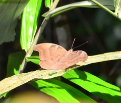 Dophla evelina