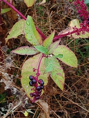Phytolacca americana
