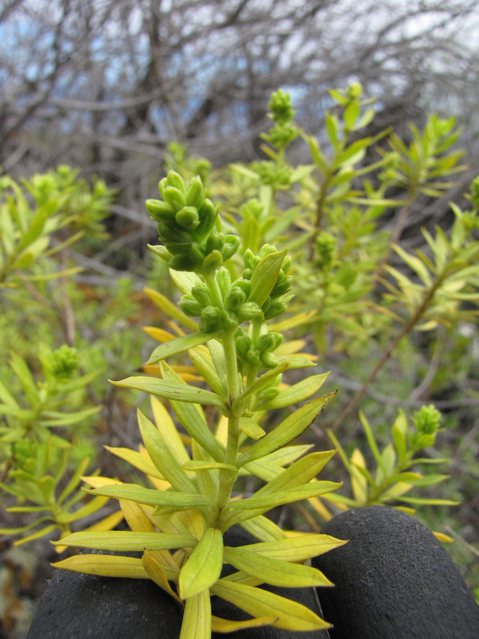 Dubautia linearis