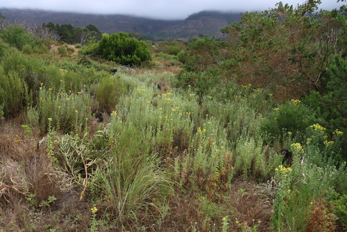 Image of Helichrysum foetidum by (c) Tony Rebelo, some rights reserved (CC BY-SA)