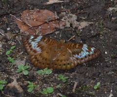 Euthalia merta merta