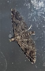 Sufetula hemiophthalma