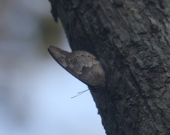 Archaeoprepona demophoon