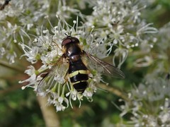 Dasysyrphus tricinctus