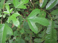 Dendropanax arboreus