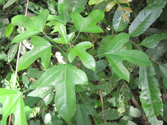 Dendropanax arboreus