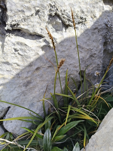 Carex penalpina observed 2025-03-25