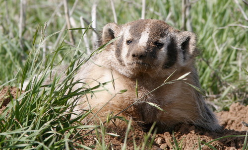 American Badger photographed in Texas