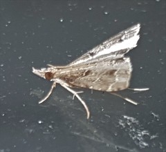 Sufetula hemiophthalma