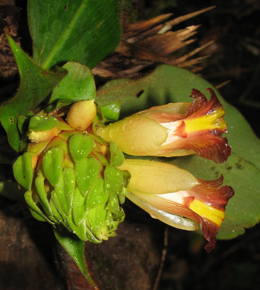 Costus bracteatus