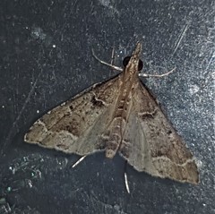 Sufetula hemiophthalma