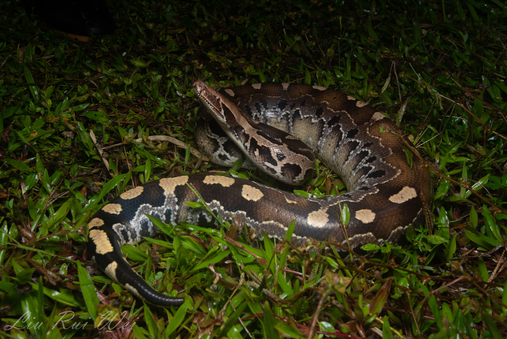 Bornean Short-Tailed Python