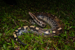 Bornean Short-Tailed Python photo 1