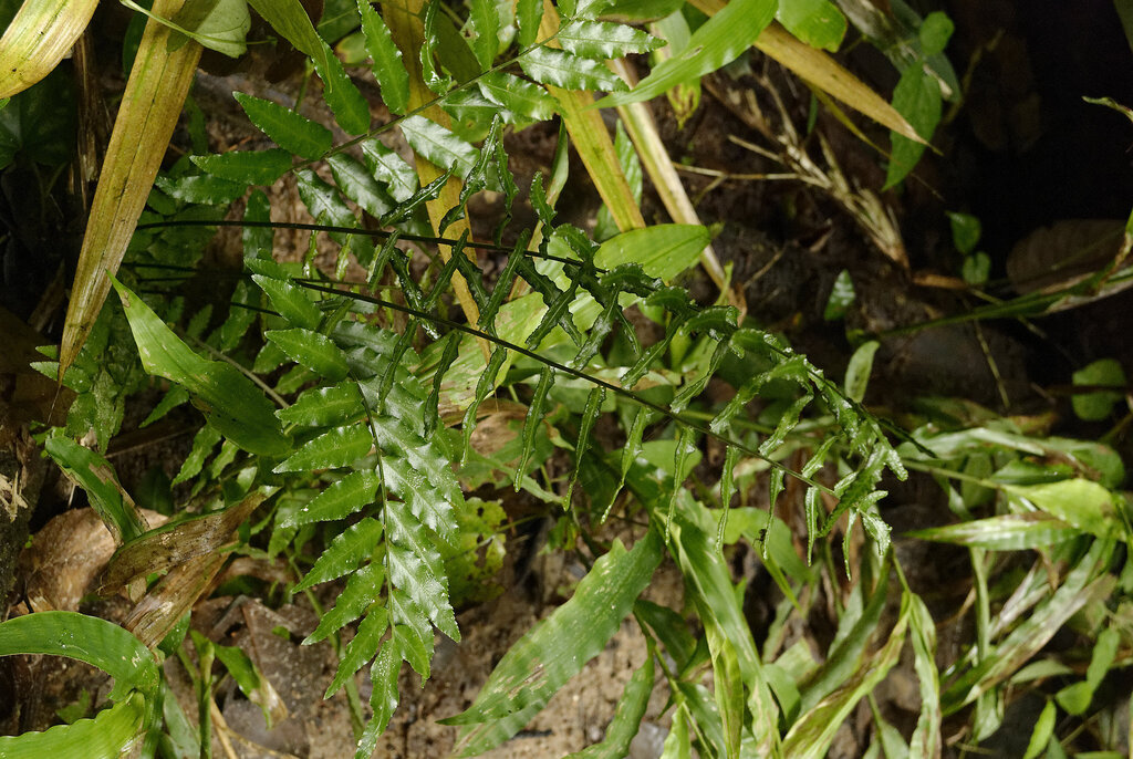 Bolbitis crispatula