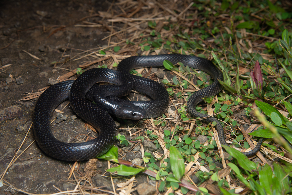 Seale's Banded Asian Wolf Snake