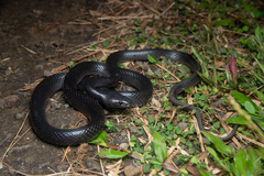 Seale's Banded Asian Wolf Snake photo 1